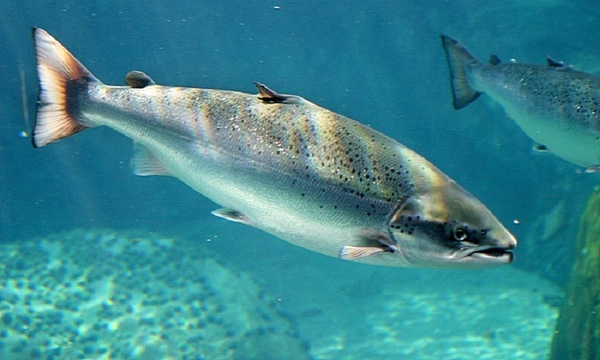 Cá hồi có thể thích nghi ở cả môi trường nước ngọt và nước mặn