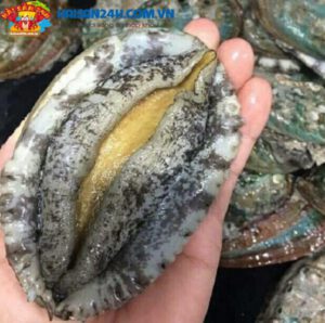 Bào Ngư Hàn Quốc Sống – ảnh 5 – Hải Sản 24H