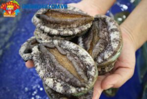 Bào Ngư Hàn Quốc Sống – Hải Sản 24H