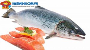 Cá Hồi Sapa Tươi Sống – ảnh 3 – Hải Sản 24H