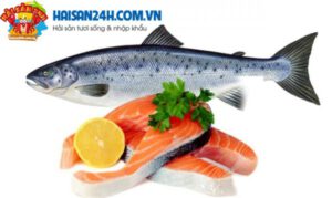 Cá Hồi Sapa Tươi Sống – ảnh 6 – Hải Sản 24H