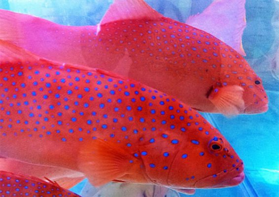Cá mú đỏ thuộc top những loài cá biển quý hiếm nhất