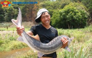 Cá Tầm Sapa Tươi Sống – ảnh 4 – Hải Sản 24H