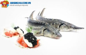 Cá Tầm Sapa Tươi Sống – ảnh 5 – Hải Sản 24H