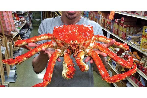 Cua hoàng đế Alaska hay còn gọi là King crab