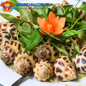 Ốc Hương Sống – ảnh 5 – Hải Sản 24H