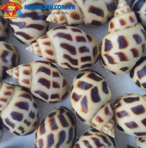 Ốc Hương Sống – ảnh 6 – Hải Sản 24H