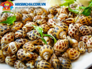 Ốc Hương Sống – ảnh 7 – Hải Sản 24H