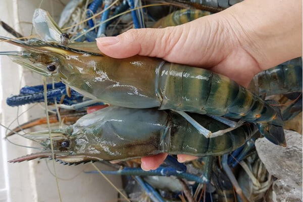 tôm càng xanh