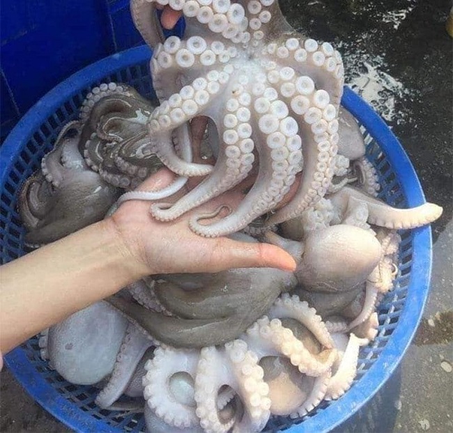 bạch tuộc bao nhiêu 1kg