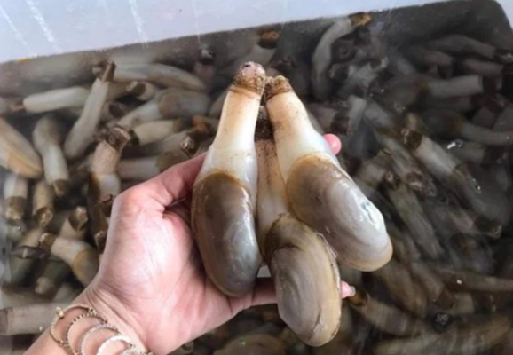 tu hài tươi sống 2