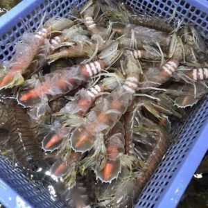 Bề bề tươi sống size lớn chắc thịt