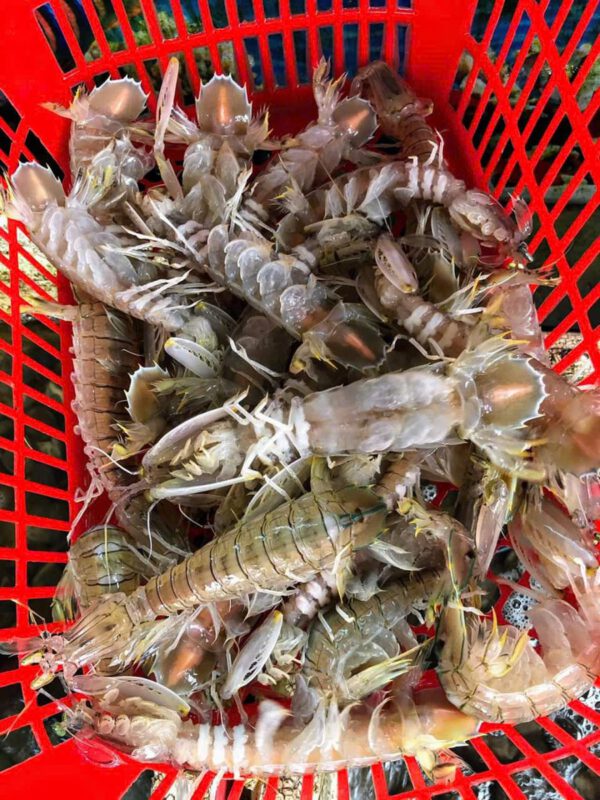 Bề bề tươi sống bơi bể tại Hải Sản 24H Hà Nội
