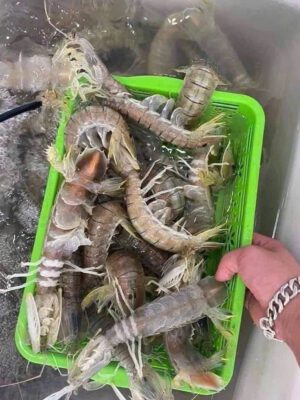 Bề bề tươi sống còn búng khỏe trong rổ