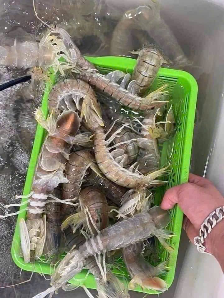 Bề bề tươi sống còn búng khỏe trong rổ Bề bề tươi sống còn búng khỏe trong rổ