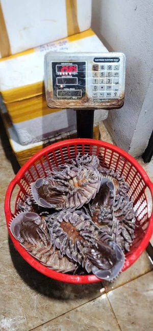 Bọ biển tươi sống cân tại cửa hàng Hải Sản 24H