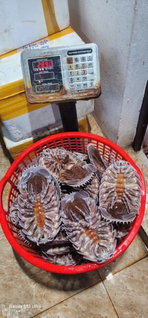 Bọ biển tươi sống size lớn trong rổ
