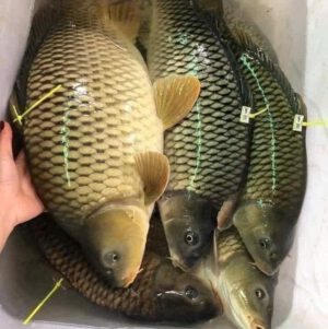 Cá chép giòn tươi sống vảy vàng óng