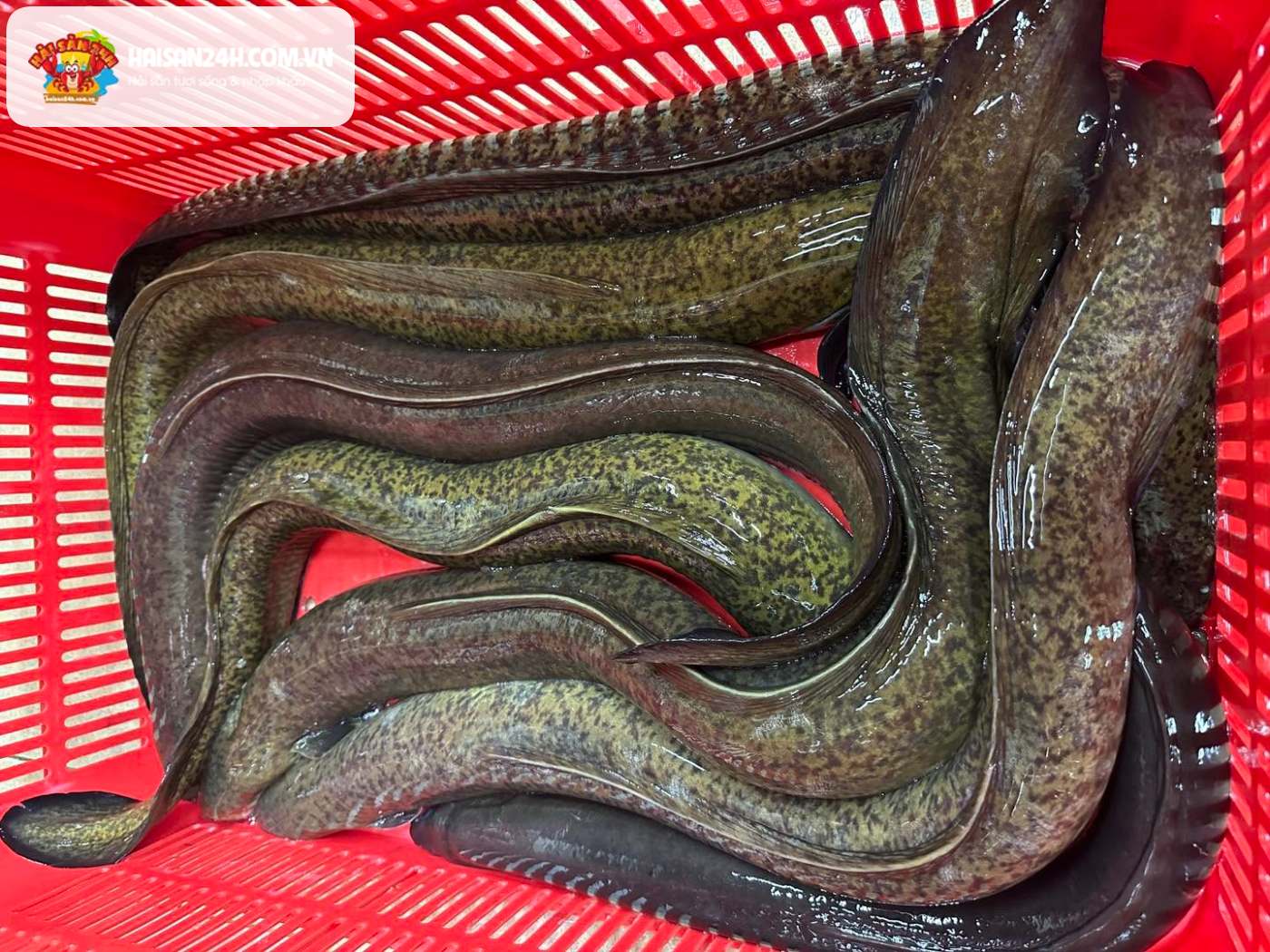 Khay cá chình bông tươi sống size 2-4kg tại Hà Nội Khay cá chình bông tươi sống size 2-4kg bán tại Hà Nội, thân dày nhiều thịt