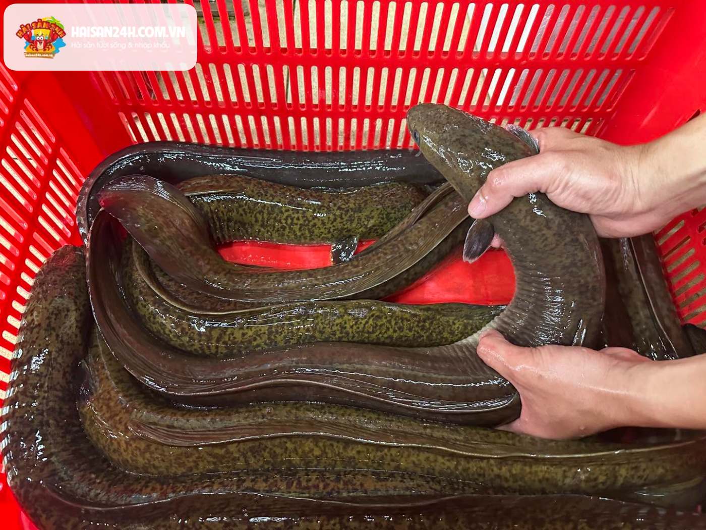 Cá chình bông tươi sống size 2-4kg - Hải Sản 24H Hà Nội Cá chình bông tươi sống size 2-4kg da vân hoa rõ nét tại Hải Sản 24H Hà Nội