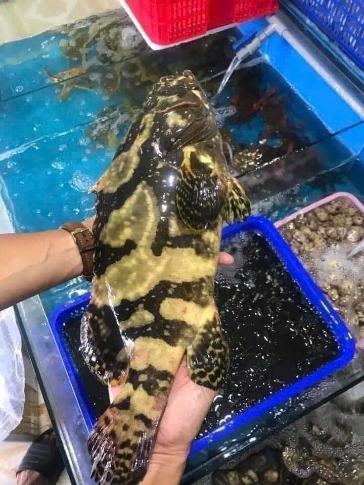Cá mú cọp tươi sống bơi bể