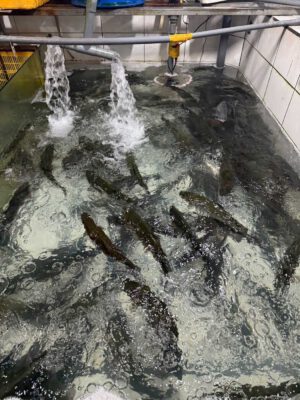 Cá tầm Sapa bơi trong bể sục oxy tại cửa hàng