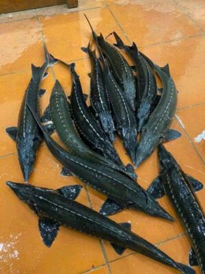 Cá tầm Sapa tươi sống nhập về số lượng lớn