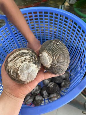 Con ngán Quảng Ninh tươi sống size lớn cầm tay tại Hải Sản 24H