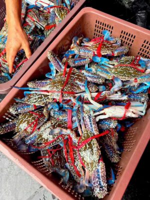 Cua cốm hai da bổ đôi lộ gạch vàng béo