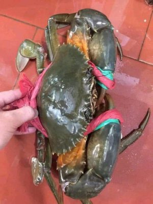 Cua thịt to cà mau