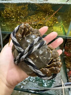 Cua lông Hong Kong tươi sống tại Hải Sản 24H Hà Nội