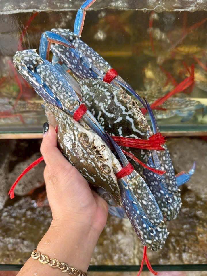 Ghẹ tươi sống size lớn cầm tay trước bể Ghẹ tươi sống size lớn cầm tay trước bể