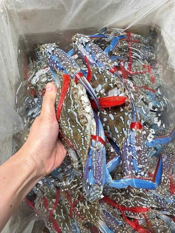 Ghẹ tươi sống càng xanh chắc thịt Ghẹ tươi sống càng xanh chắc thịt