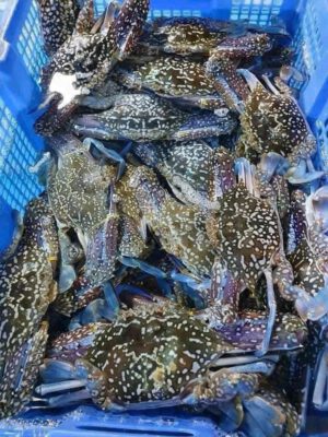 Ghẹ tươi sống xanh vỏ đốm trắng trong rổ