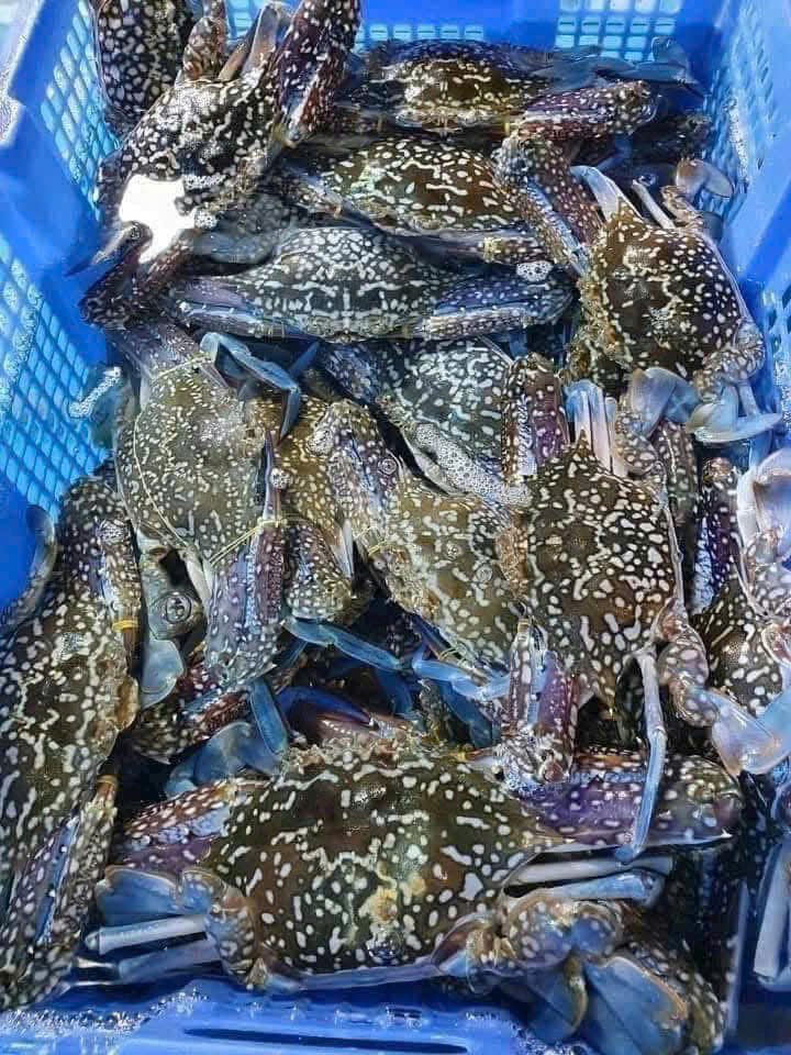 Ghẹ tươi sống xanh vỏ đốm trắng trong rổ Ghẹ tươi sống xanh vỏ đốm trắng trong rổ