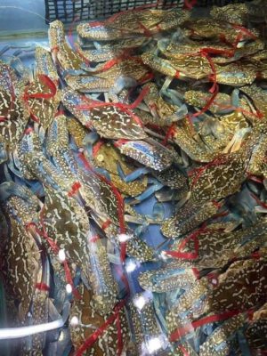 Ghẹ tươi sống về số lượng lớn tại Hải Sản 24H