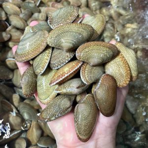 Ngao hoa tươi sống vỏ vân hoa tại Hải Sản 24H Hà Nội