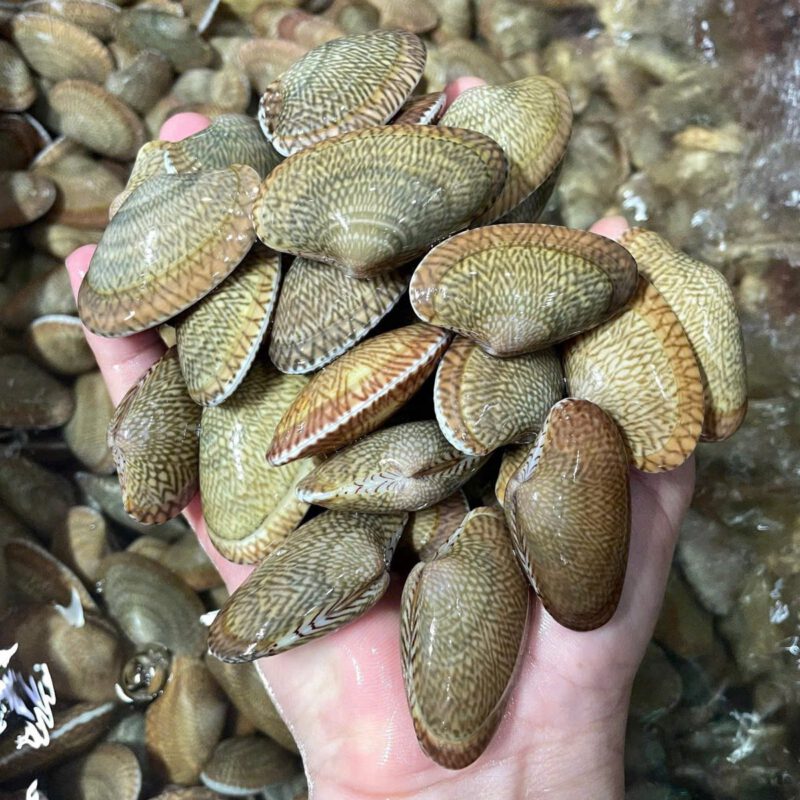 Ngao hoa tươi sống vỏ vân hoa tại Hải Sản 24H Hà Nội