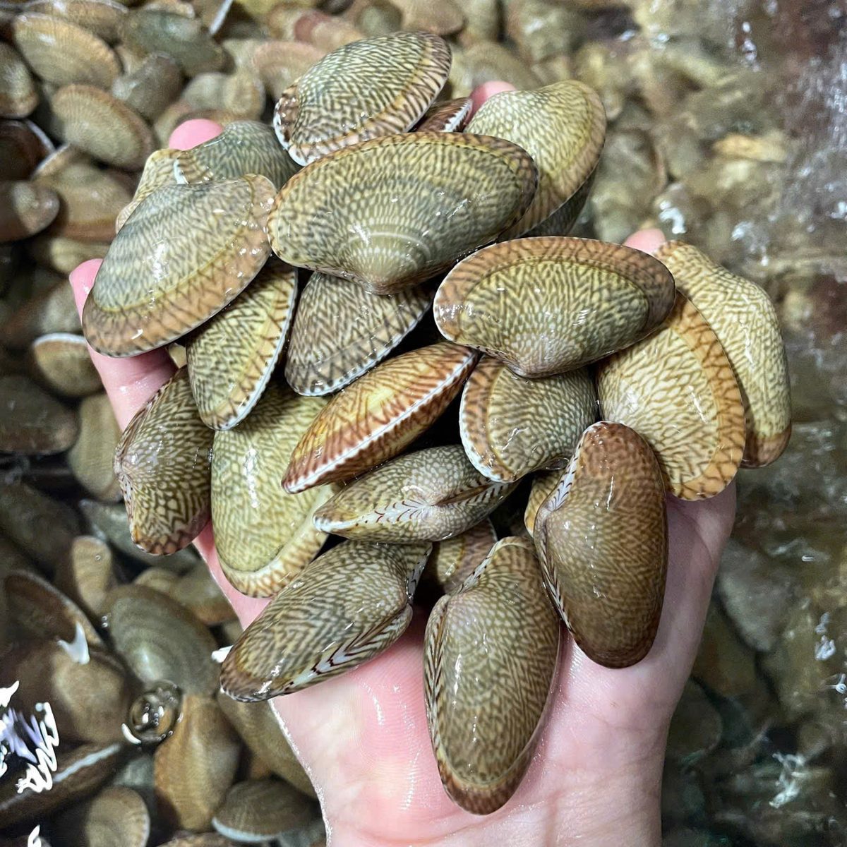 Ngao hoa tươi sống vỏ vân hoa tại Hải Sản 24H Hà Nội