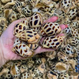 Ốc hương tươi sống vỏ đốm nâu còn bò khỏe