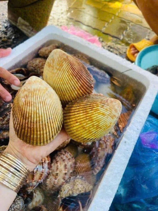 Sò dương tươi sống bán tại Hà Nội