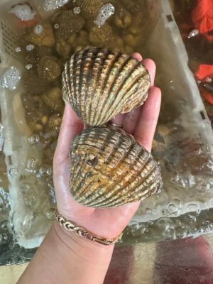 Sò huyết cồ tươi sống size lớn hai con đầy lòng bàn tay