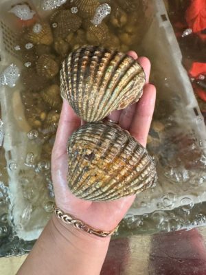 Sò thưng (sò dương) tươi sống size lớn tại Hải Sản 24H