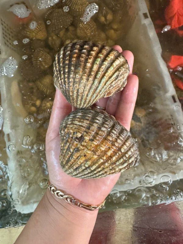 Sò thưng (sò dương) tươi sống size lớn tại Hải Sản 24H