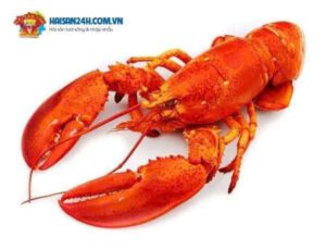 Tôm hùm Alaska hấp chín đỏ au