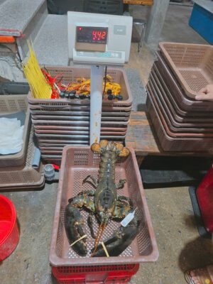 Tôm hùm Alaska size lớn 4,42kg tại Hải Sản 24H