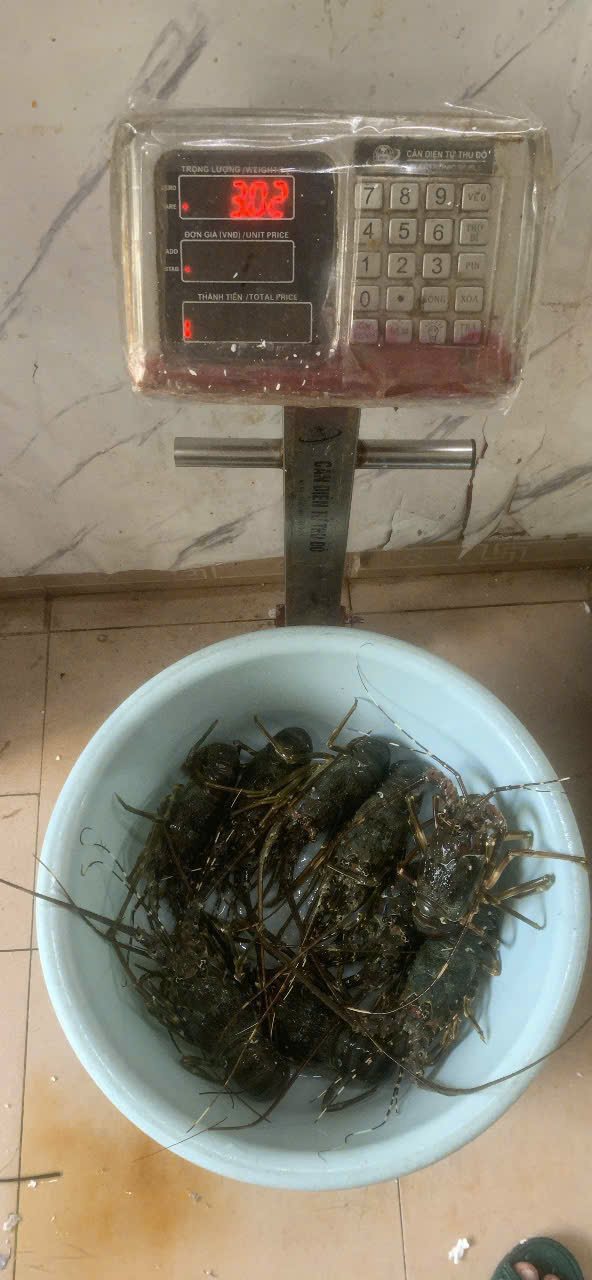 Tôm hùm xanh tươi sống cân đủ ký tại cửa hàng Tôm hùm xanh tươi sống cân đủ ký tại cửa hàng