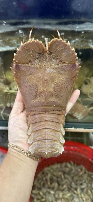 Tôm mũ ni tươi sống size lớn cầm vừa bàn tay