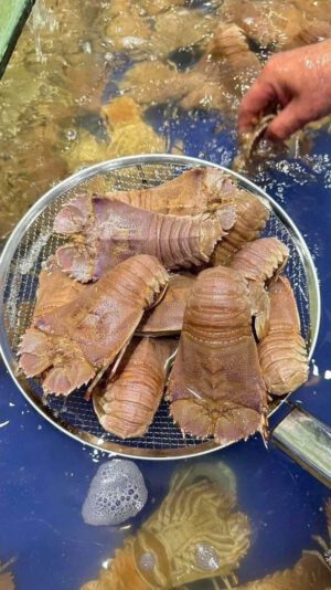 Tôm mũ ni tươi sống vớt từ bể tại cửa hàng