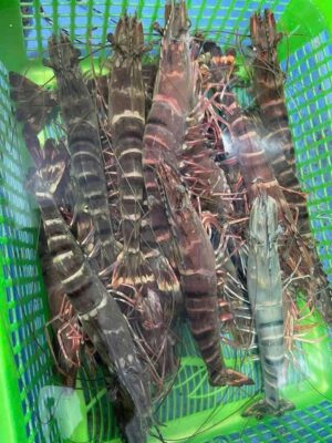 Tôm sú tươi sống vằn nâu còn búng khỏe trong rổ